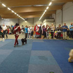 Yeshi im Ring - Gießen 2014 - Jugendklasse Tibet-Terrier Rüden