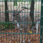Aug in Aug mit dem Bambi