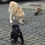 Hundeschule DogFidence