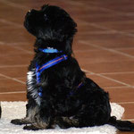 Training in der Hundeschule DogFidence - Januar 2014