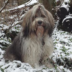 Milka im verschneiten Wald