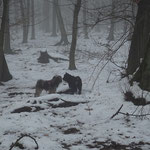 F-chen Neujahrspaziergang im Nebel - 1.1.2015