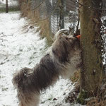 Milkas Futterbeutelsuchspiele