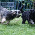 Zu Besuch bei den Cho-oyus: Li-ma und Yeshi beim Toben und Spielen