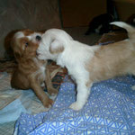 B-Wurf - Lou und Luna