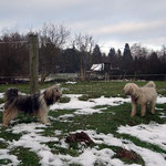 Milka und Fiona