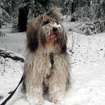 Milka im Schnee Ende Dezember 2014