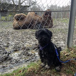 F-Wurf - Femi und Yeshi im Opelzoo - 15 Wochen alt