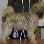 Fiona - 11 Monate - beim Ringtraining