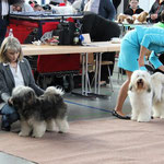 Mon-sha im Ring - 28.3.15 Butzbach-Nieder-Weisel Jugendklasse Rüden