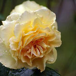 Bernsteinrose
