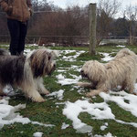 Milka und Fiona beim Spielen
