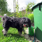 Milkas Sohn Murphy aus unserem E-Wurf im Mai 2014