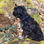 Yeshi - 18 Wochen alt