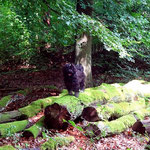 Yeshi im Wald