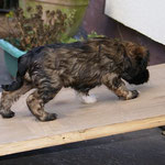 F-Wurf - 6 Wochen alt - Femi auf der Terrasse