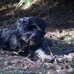Yeshi - 18 Wochen alt