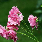 alte Strauchrose, Name unbekannt