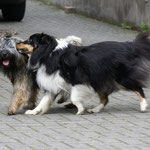 Mon-sha verliebt! Hier mit Sheltie-Freundin Angel