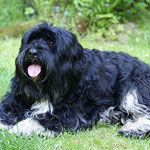 Bommel