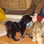 Hundeschule DogFidence