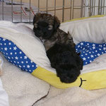 F-Wurf - Femi und Yeshi beim Kuscheln