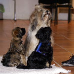 Training in der Hundeschule DogFidence - Januar 2014