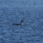 Kormoran
