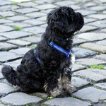 Training in der Hundeschule DogFidence - Januar 2014