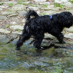 Spaziergang mit Yeshi im Wald - Mai 2014
