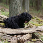 Spaziergang im Wald - Yeshi