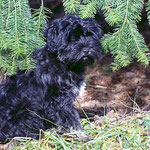 Yeshi im Garten - 17,5 Wochen alt