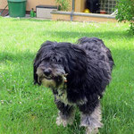 Milkas Sohn Murphy aus unserem E-Wurf im Mai 2014