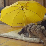 Hundeschule DogFidence