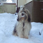 Milka - 7 Jahre alt - Dezember 2014