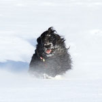 Yeshi im Schnee