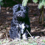 Yeshi im Garten - 17,5 Wochen alt