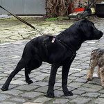 Hundeschule DogFidence - Femi - 15,5 Wochen alt