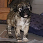 Fiona