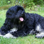 Bommel