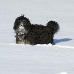 Yeshi im Schnee