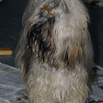Prince Percy auf Brautschau
