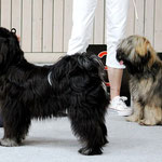 Puschendorf - 27.7.2014 - Yeshi und Mon-sha