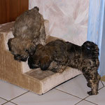 F-Wurf - Fiona und Mon-sha