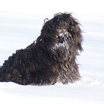 Yeshi im Schnee