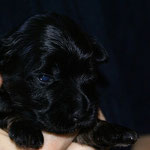 Rüde Nr. 2 - Black-and-tan-Boy - 2 Wochen alt