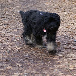 Yeshi - 18 Wochen alt