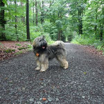 Mon-sha im Wald unterwegs