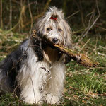 Dieses Holz muss dringend nach Hause gebracht werden