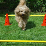 Bya-ra beim Mini-Agility zu Hause